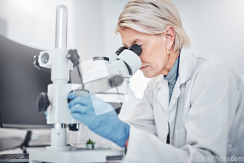 Image of Mature woman, microscope or laboratory scientist in plant growth analytics, food engineering or leaf medical research. Biologist, worker or employee with science magnify technology for sustainability