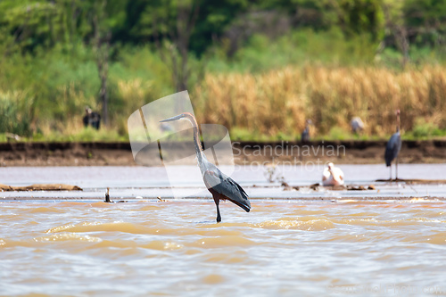 Image of Heron, Ardea Goliath Lake Chamo, Ethiopia, Africa