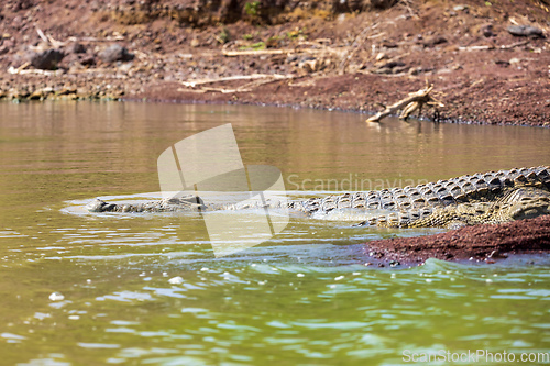 Image of big nile crocodile, Chamo lake Falls Ethiopia