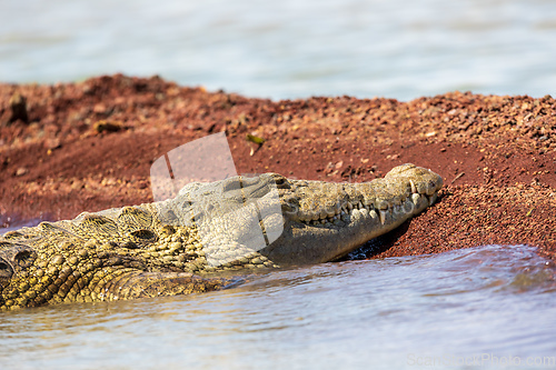 Image of big nile crocodile, Chamo lake Falls Ethiopia