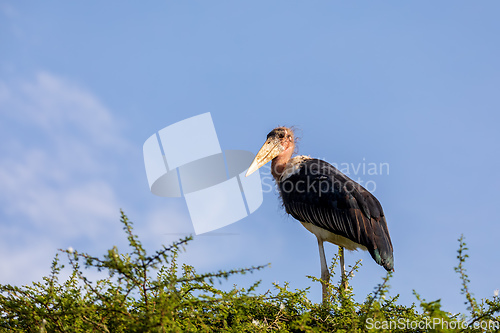 Image of The marabou stork on nest Ethiopia Africa wildlife