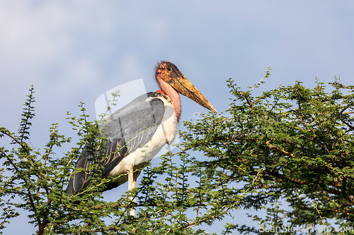 Image of The marabou stork on nest Ethiopia Africa wildlife