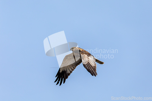 Image of Marsh Harrier, Birds of prey, Europe Wildlife