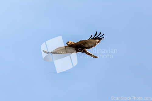 Image of Marsh Harrier, Birds of prey, Europe Wildlife