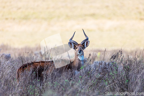 Image of endemic Mountain Nyala in ale mountains Ethiopia