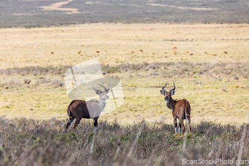 Image of endemic Mountain Nyala in ale mountains Ethiopia