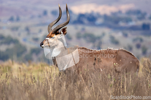 Image of endemic Mountain Nyala in ale mountains Ethiopia