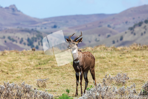 Image of endemic Mountain Nyala in ale mountains Ethiopia