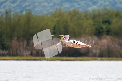 Image of Great White Pelicans, Ethiopia, Africa wildlife