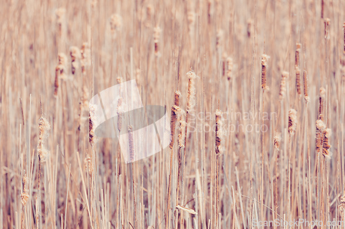 Image of orange reeds in spring time