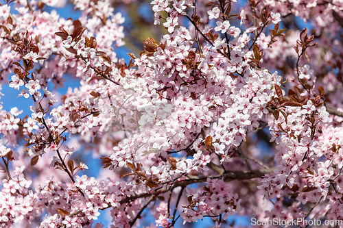 Image of vivid pink cherry sakura blossom flowers