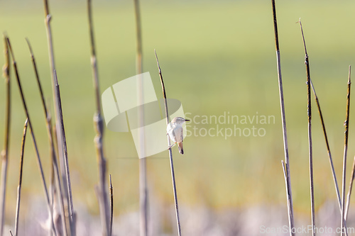 Image of small song bird Sedge warbler, Europe wildlife