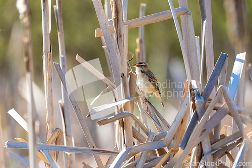 Image of small song bird Sedge warbler, Europe wildlife