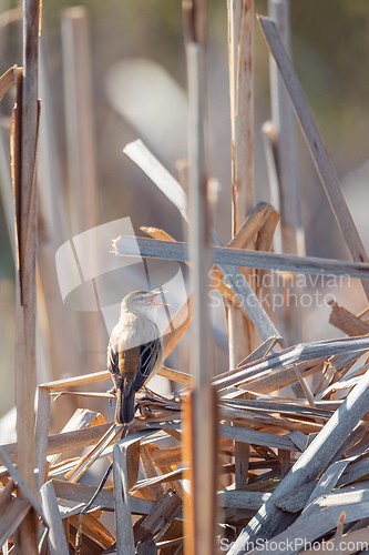 Image of small song bird Sedge warbler, Europe wildlife