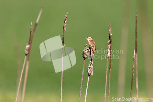 Image of small song bird Sedge warbler, Europe wildlife