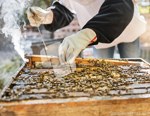 Image of Hands, smoke and beekeeping with a farmer woman at work in the countryside for agriculture or sustainability. Bees, honey and farm with a female beekeeper smoking a hive for organic product extract