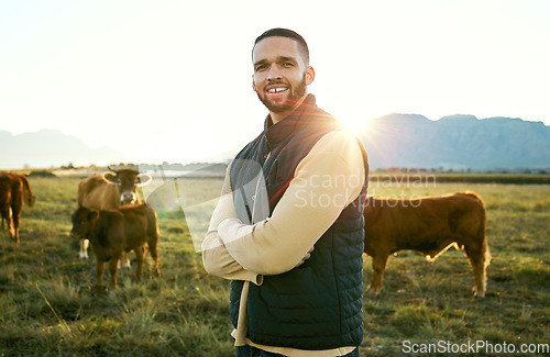 Image of Agriculture, man and farming, cows on field for sunrise feed and farmer on land in Argentina countryside. Portrait, cattle farm and sustainability with beef and milk industry, agribusiness with flare