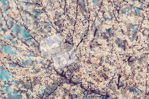 Image of Midland hawthorn white flowering tree