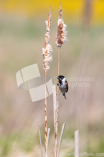 Image of Common reed bunting female on the branch