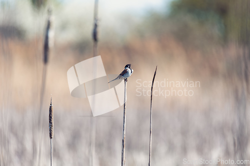 Image of Common reed bunting female on the branch