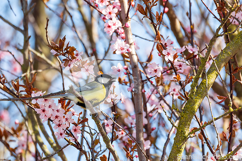 Image of Eurasian blue tit in the nature