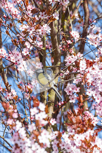 Image of Eurasian blue tit in the nature