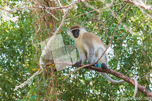 Image of Vervet monkey in Lake Chamo, Ethiopia