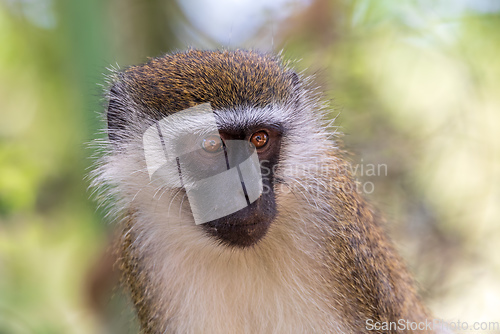 Image of Vervet monkey in Lake Chamo, Ethiopia