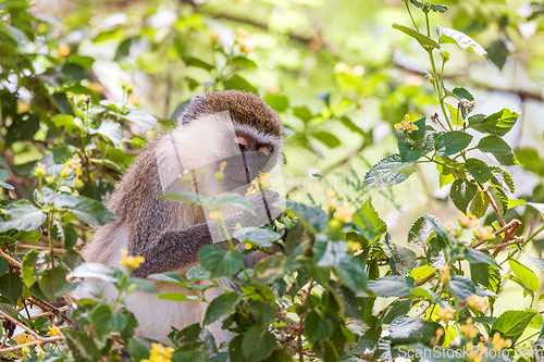 Image of Vervet monkey in Lake Chamo, Ethiopia