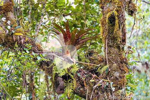 Image of Bromeliad on a tree branch. San Gerardo, Costa Rica