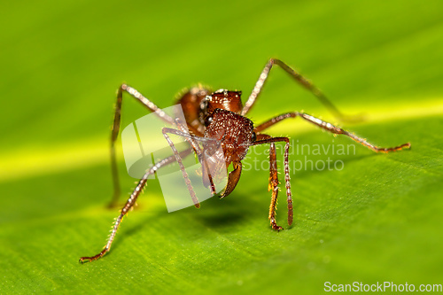 Image of Paraponera clavata known as the bullet ant Tortuguero Cerro, Costa Rica