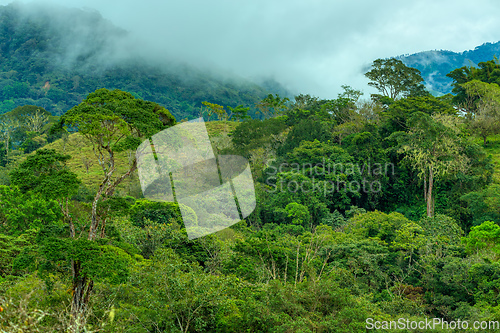 Image of Dense Tropical Rain Forest, Costa rica