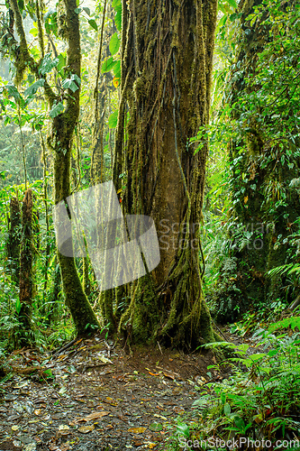 Image of Dense Tropical Rain Forest, Santa Elena Costa Rica