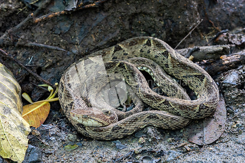 Image of Terciopelo, Bothrops asper, Carara, Costa Rica wildlife.