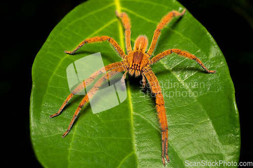 Image of Wandering spider (Cupiennius getazi, Ctenidae)) Tortuguero, Costa Rica