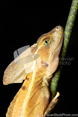 Image of brown basilisk, Basiliscus vittatus Tortuguero, Costa Rica