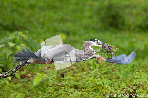 Image of great blue heron, Ardea herodias with Hypostomus plecostomu in beak, Costa Rica