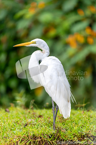 Image of great egret, Ardea alba Cano Negro, Costa Rica