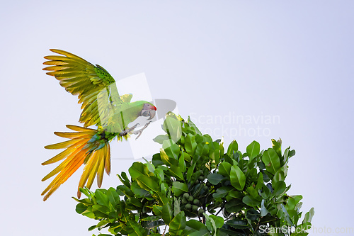 Image of great green macaw, Ara ambiguus