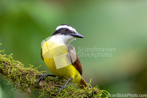 Image of great kiskadee, Pitangus sulphuratus, La Fortuna Alajuela Costa Rica