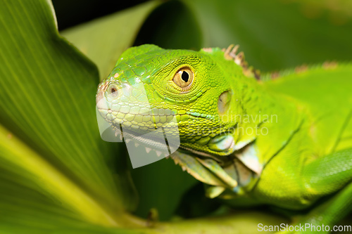 Image of Green iguana female (Iguana iguana), Tortuguero Costa Rica wildlife