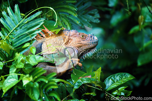 Image of Green iguana (Iguana iguana), Tortuguero Costa Rica wildlife