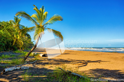 Image of beach of Tortuguero, Costa Rica