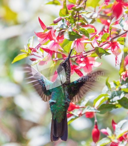 Image of violet-headed hummingbird (Klais guimeti), San Gerardo de Dota, Costa Rica.