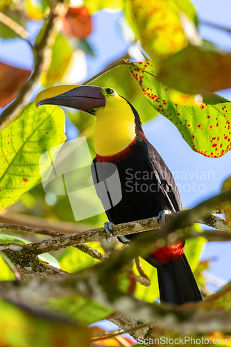 Image of yellow-throated toucan, Ramphastos ambiguus