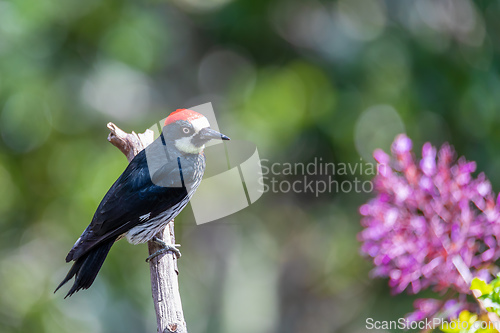 Image of Acorn woodpecker, Melanerpes formicivorus, San Gerardo, Costa Rica