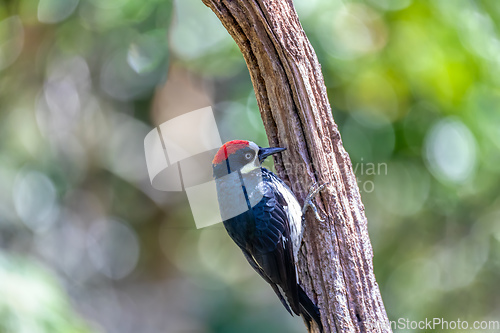 Image of Acorn woodpecker, Melanerpes formicivorus, San Gerardo, Costa Rica