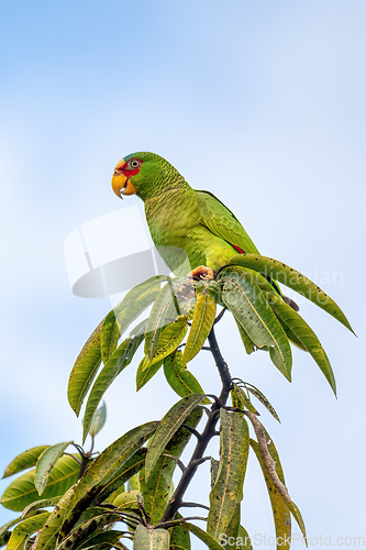 Image of white-fronted amazon, Amazona albifrons, Costa Rica