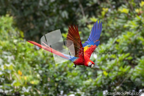 Image of Scarlet macaw (Ara macao), Quepos Costa Rica.