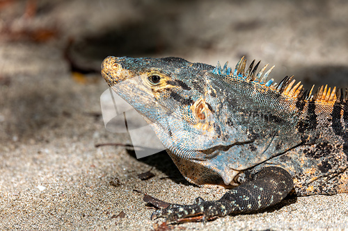 Image of Black spiny-tailed iguana, Ctenosaura similis, Manuel Antonio National Park, Costa Rica wildlife